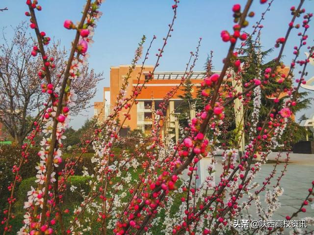 静待战＂疫＂胜利，西医的女神们花开百艳的学校等你们平安归来