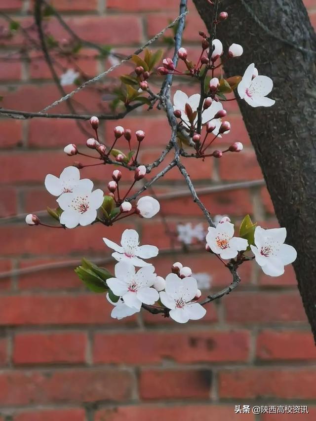 静待战＂疫＂胜利，西医的女神们花开百艳的学校等你们平安归来