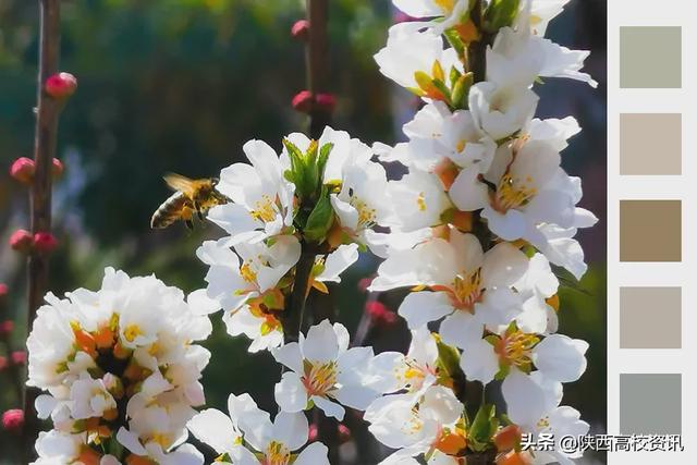 静待战＂疫＂胜利，西医的女神们花开百艳的学校等你们平安归来