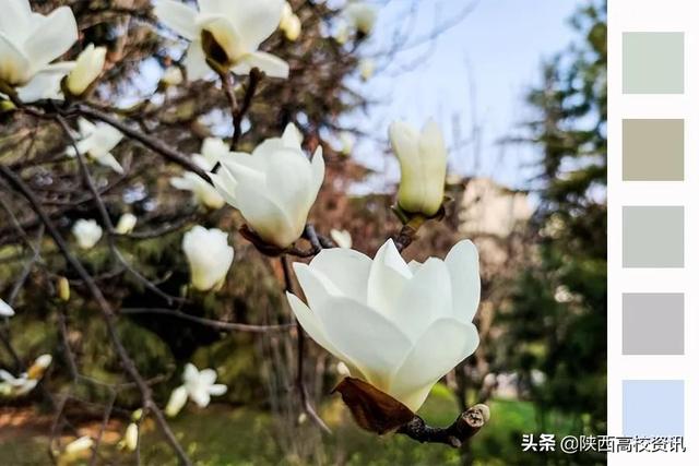 静待战＂疫＂胜利，西医的女神们花开百艳的学校等你们平安归来