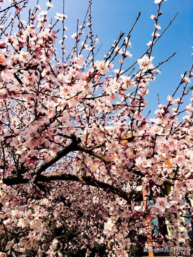 静待战＂疫＂胜利，西医的女神们花开百艳的学校等你们平安归来